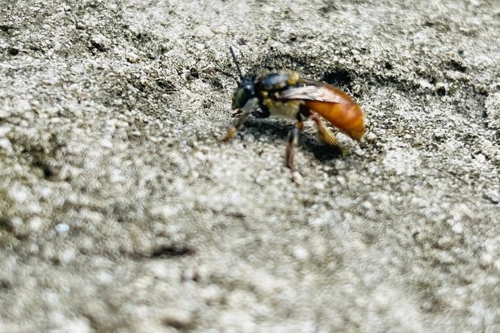 A stingless bee at the entrance of its nest