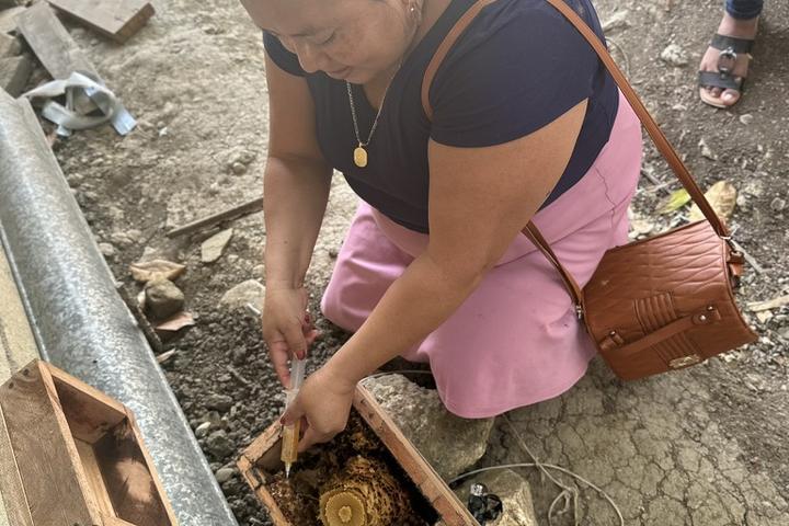 A beetender transferring a colony into a wooden hive box
